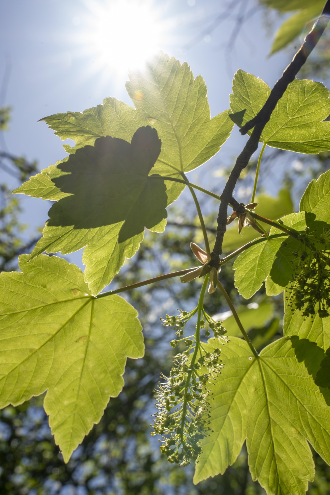 Licht door de bladeren